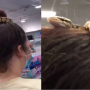 Woman wears a snake as a hairband and Goes Unnoticed at the Mall