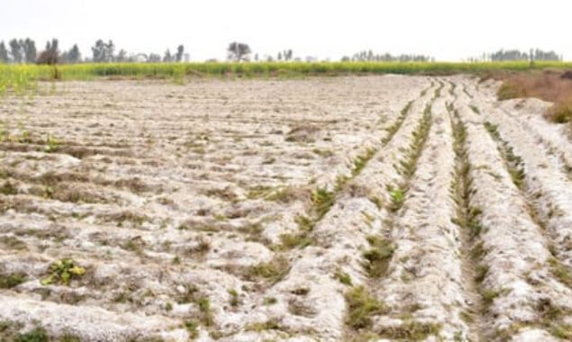 Rising salinity in soil could threaten food security: Experts