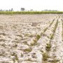 Rising salinity in soil could threaten food security: Experts