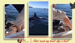 Seal hides in a boat, surrounded by killer whales