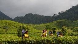 Sri Lankan tea exports to earn 1.3 bln USD in 2021: regulator
