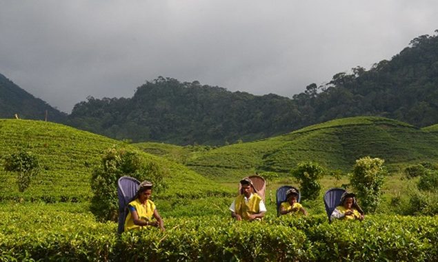 Sri Lankan tea exports to earn 1.3 bln USD in 2021: regulator