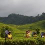 Sri Lankan tea exports to earn 1.3 bln USD in 2021: regulator