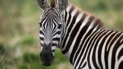 zebra