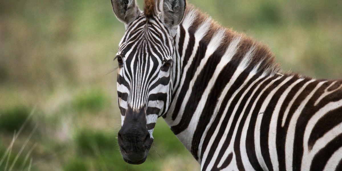 zebra