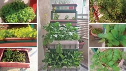 Rooftop gardening