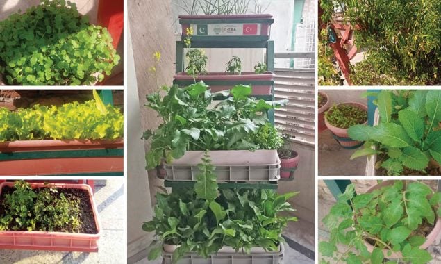 Rooftop gardening picks up pace in Rawalpindi