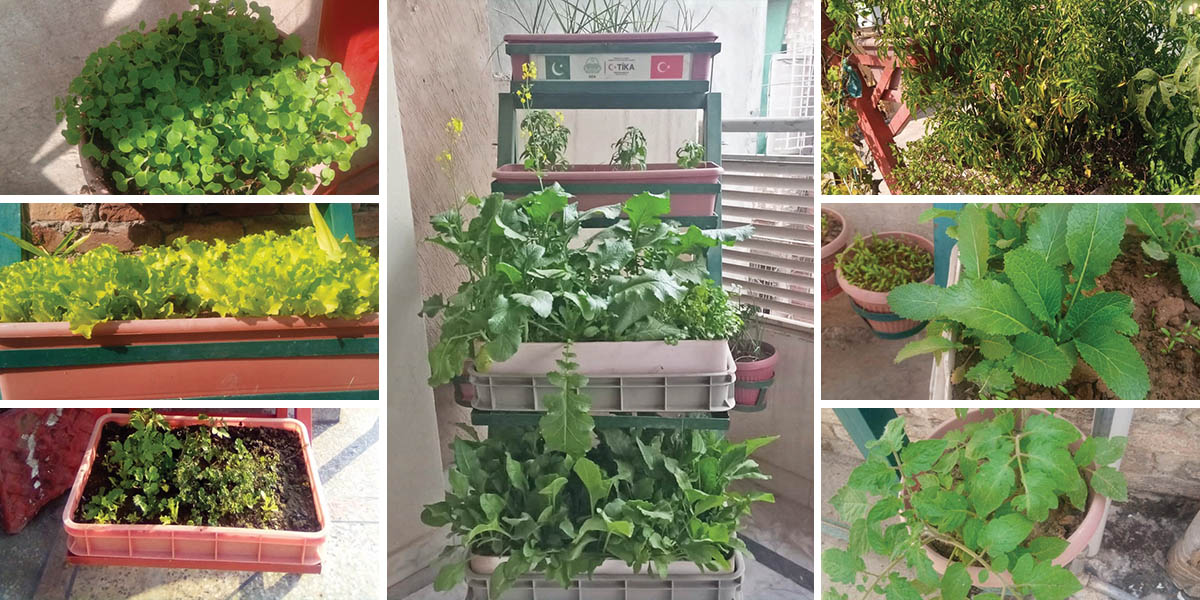 Rooftop gardening