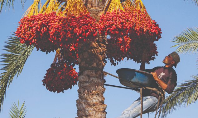 Gazan farmers  see benefits of green switch