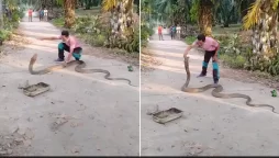 WATCH VIDEO: Man Catches Massive Cobra With Bare Hands