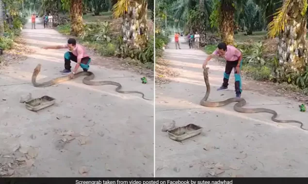 WATCH VIDEO: Man Catches Massive Cobra With Bare Hands