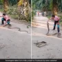 WATCH VIDEO: Man Catches Massive Cobra With Bare Hands