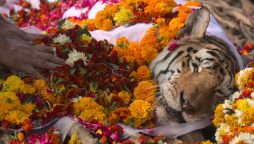 India bids farewell to ‘supermum’ tiger Collarwali