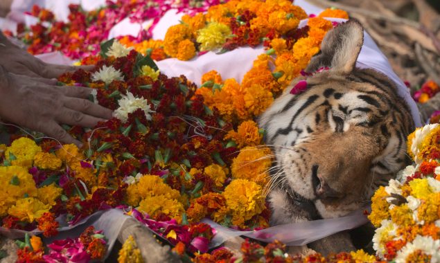 India bids farewell to ‘supermum’ tiger Collarwali
