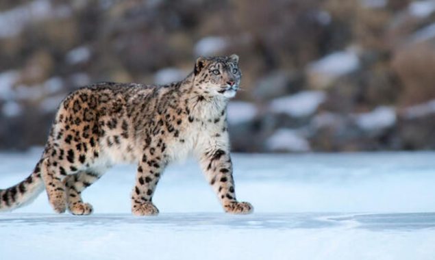 Snow leopard faring well after rescue, release into China’s wild
