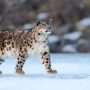 Snow leopard faring well after rescue, release into China’s wild