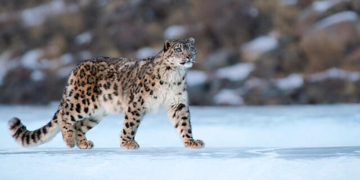 snow leopard