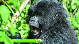 Too many gorillas? The great apes’ hunt for space in Rwanda