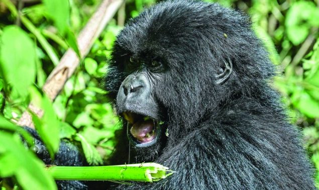 Too many gorillas? The great apes’ hunt for space in Rwanda
