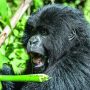 Too many gorillas? The great apes’ hunt for space in Rwanda