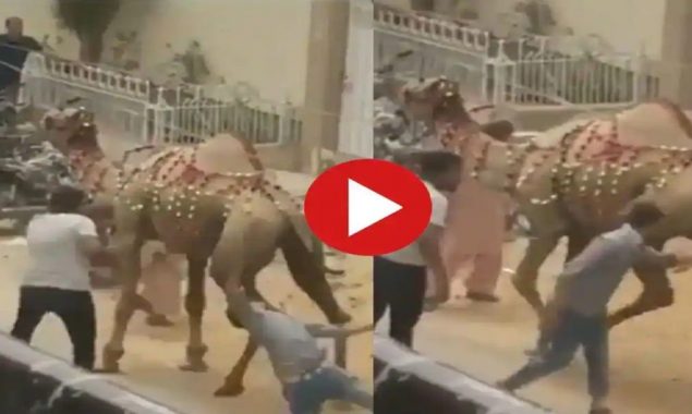 Man tries to hit the camel then karma turns the tables on him