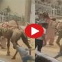 Man tries to hit the camel then karma turns the tables on him