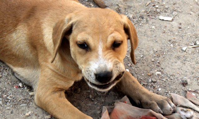 Dog days: Medical expert claims sharp increase in dog-bite cases across Sindh