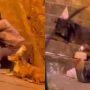 Heartwarming Video: Homeless Man Celebrates Pet Dog’s Birthday