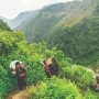 Wild weather crushes Nepal’s  blossoming honey industry