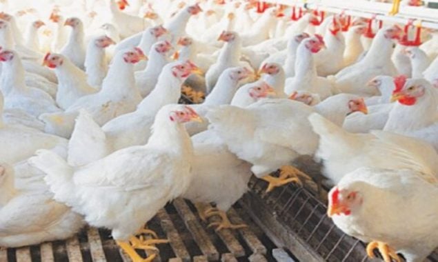 Pakistan Poultry Association seeks reduction in taxes