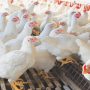 Pakistan Poultry Association seeks reduction in taxes