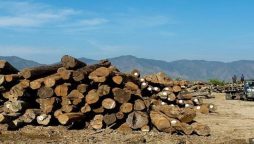 Myanmar teak exports to US bypassing coup sanctions: activists