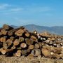 Myanmar teak exports to US bypassing coup sanctions: activists