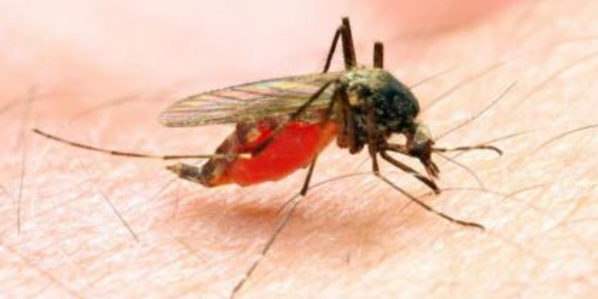 NSFC, Gates Foundation to fund int' l research for malaria eradication