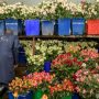 Feature: Kenyan smallholder farmers embrace the cultivation of flowers amid rising export revenues