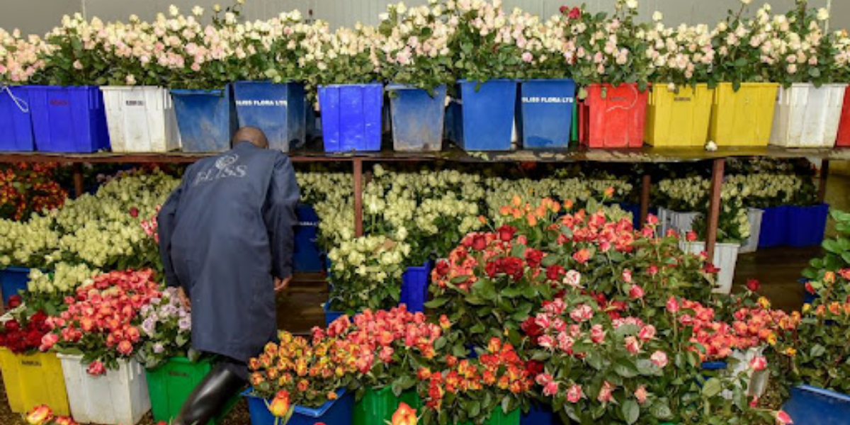 Feature: Kenyan smallholder farmers embrace the cultivation of flowers amid rising export revenues