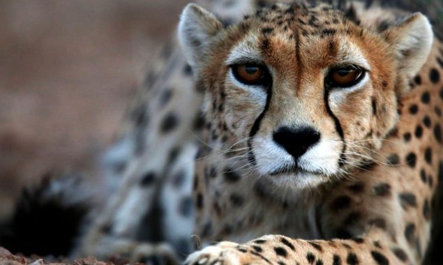 Iran says only 12 Asiatic cheetahs are left in the country
