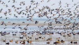 A large flock of critically endangered birds arrive in Cambodia in yearly migration