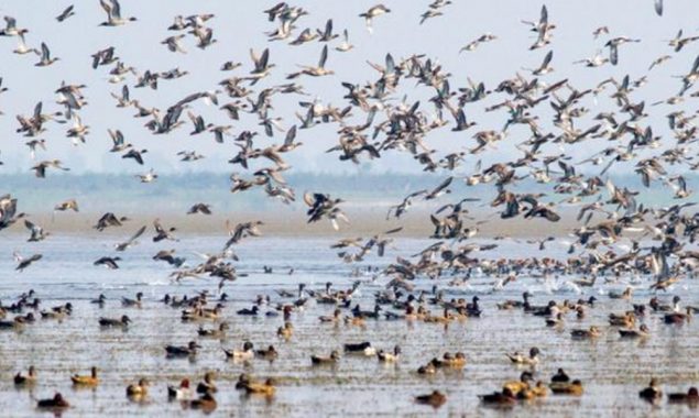 A large flock of critically endangered birds arrive in Cambodia in yearly migration