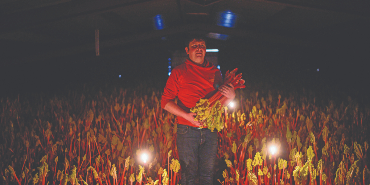 In ‘rhubarb triangle’, spring arrives in January