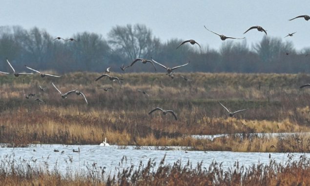 Haven for endangered UK birds