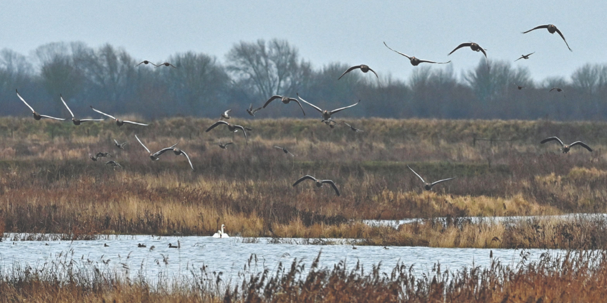 Haven for endangered UK birds