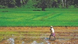 Sri Lanka pays $200M for failed organic farm drive