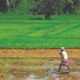 Sri Lanka pays $200M for failed organic farm drive