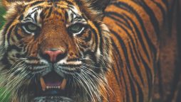 Sumatran tiger bid for survival