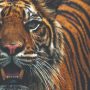 Sumatran tiger bid for survival