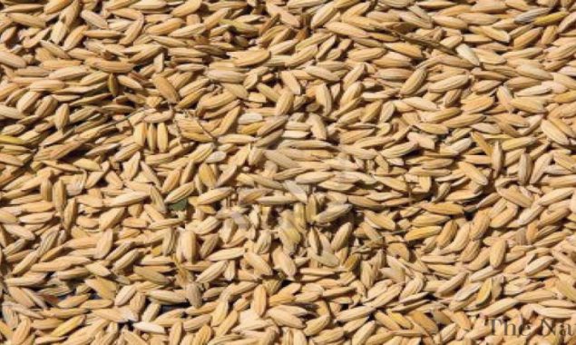 Hybrid seeds availability in next two to three years