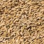 Hybrid seeds availability in next two to three years