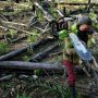 Global firms fall short on forest protection vows: report