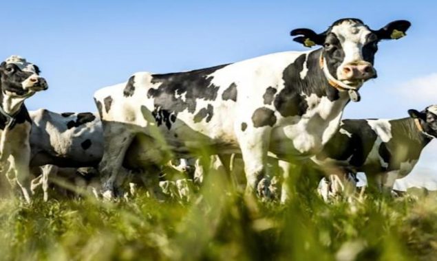 Dutch cow farmers face tough climate choices